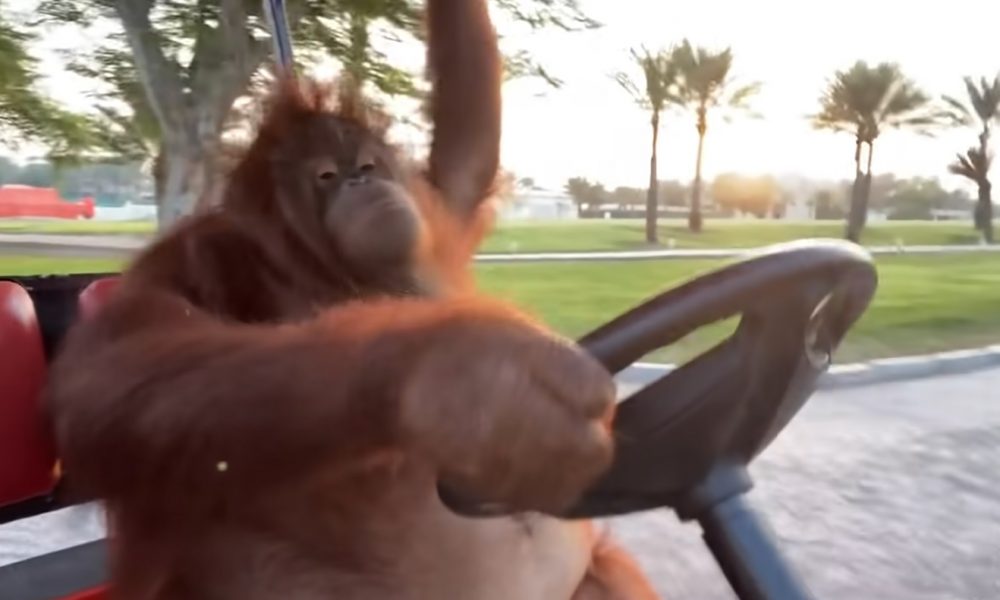 Famous Orangutan Caught Driving A Golf Cart - Oh Epic