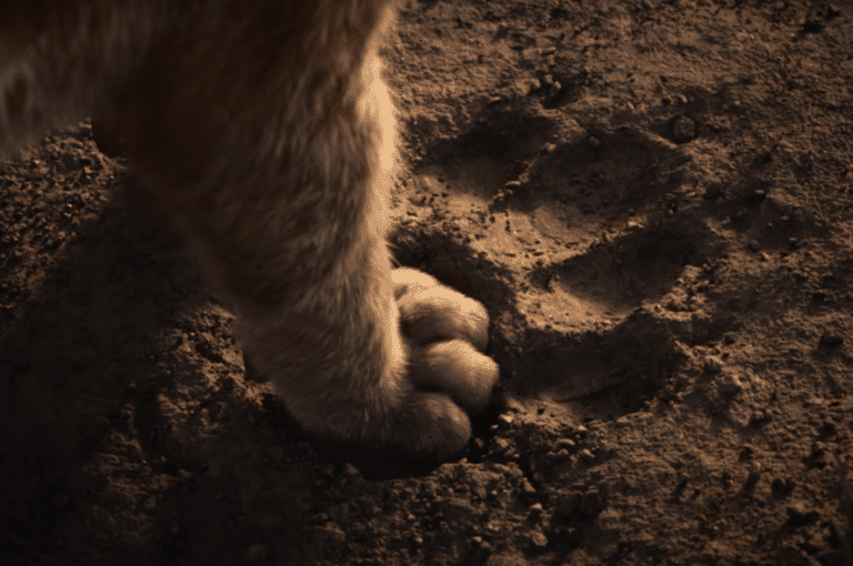 Prequel to LiveAction Lion King to Arrive in 2024 Oh! Epic