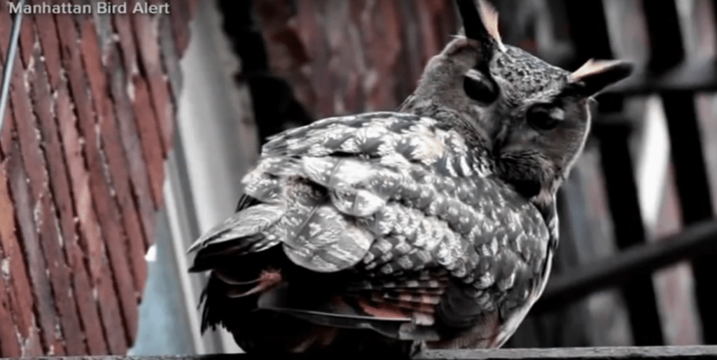 Flaco the owl