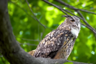 Flaco the owl