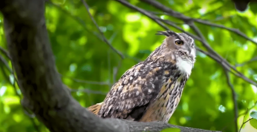 Flaco the owl