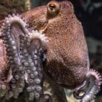 Comparing Octopus IQ to Human IQ: Understanding Evolution and Intelligence