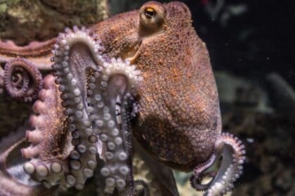 Comparing Octopus IQ to Human IQ: Understanding Evolution and Intelligence