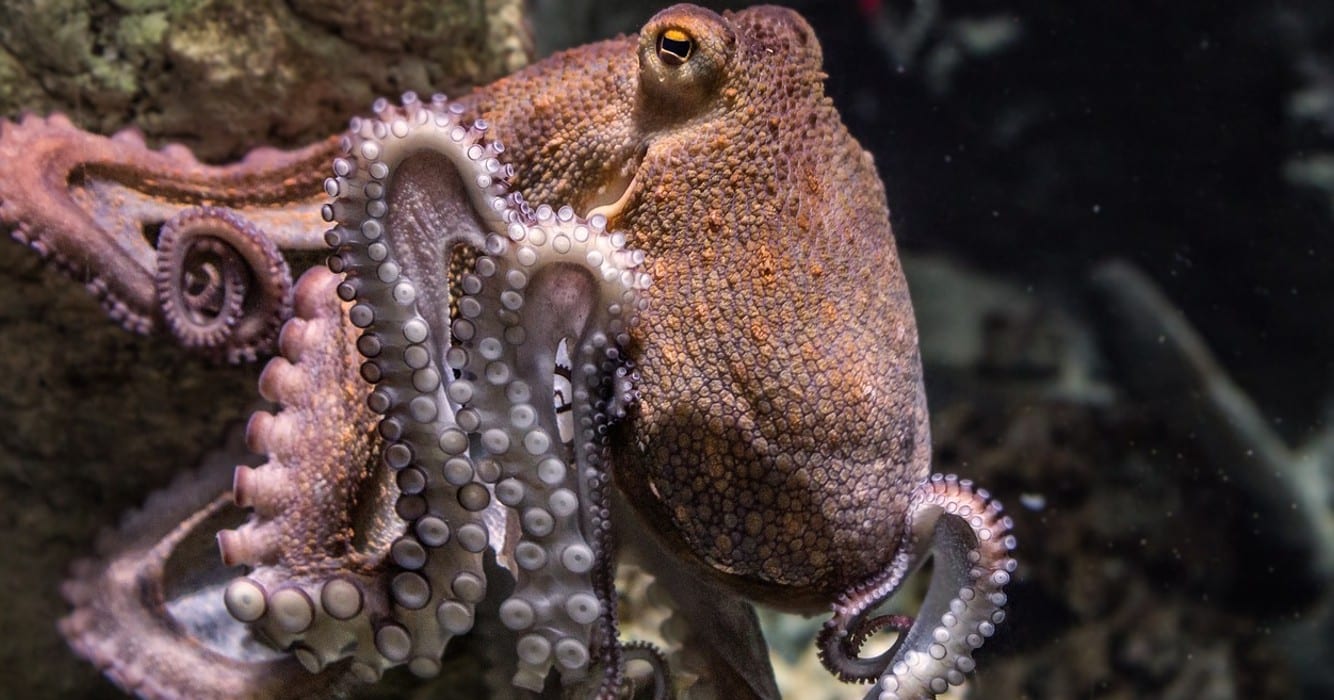 Comparing Octopus IQ to Human IQ: Understanding Evolution and Intelligence