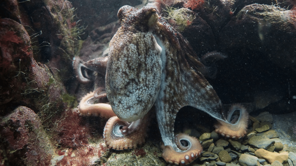 octopus iq compared to human